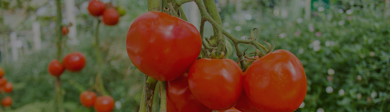 Engineering Smart Farming